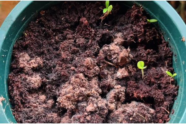 福禄考的播种时间，3-4月份适合播种