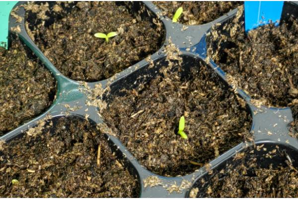 福禄考的播种时间，3-4月份适合播种