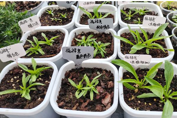 福禄考的播种时间，3-4月份适合播种