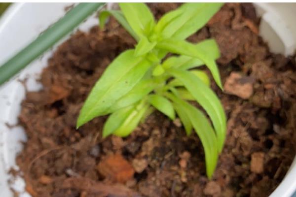 福禄考的播种时间，3-4月份适合播种