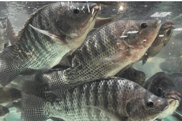 罗非鱼有什么品种，红罗非鱼、尼罗罗非鱼、奥尼罗非鱼都很常见