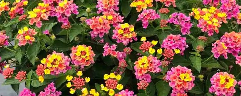 五色梅怎么养，喜欢阳光充足的环境