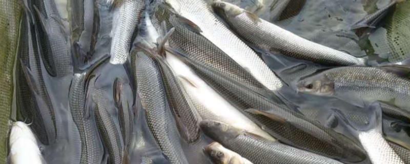 清波鱼的产地，原产于长江及其支流