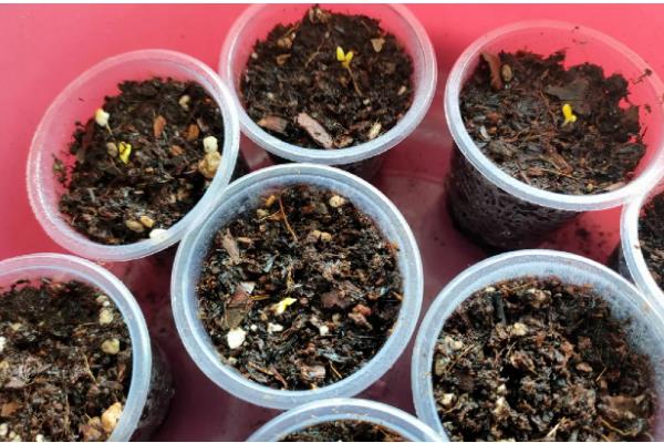 福禄考的播种时间，3-4月份适合播种