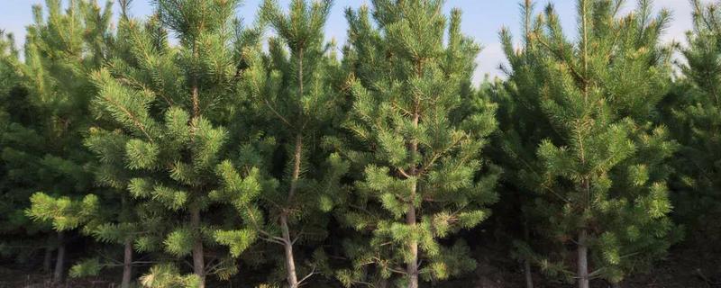 松树的常见品种，包括华山松、樟子松、落叶松、红松