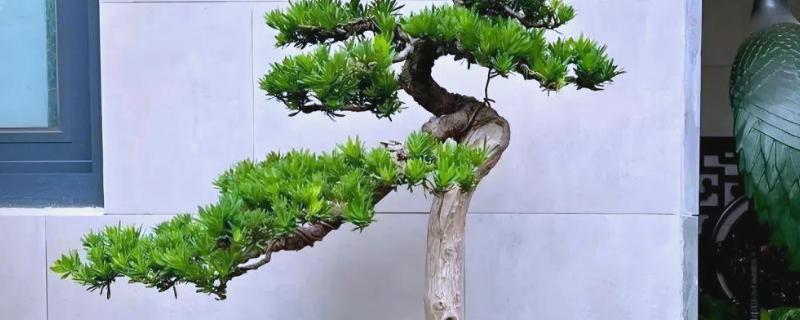 罗汉松的造型时间，在7-8月间进行