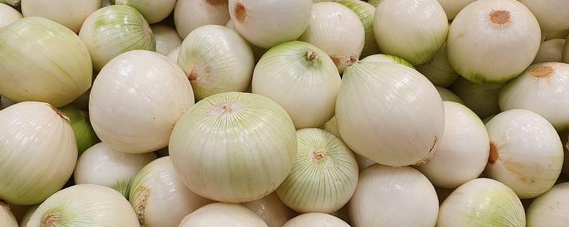 洋葱是白的好还是紫的好，各有各的优点
