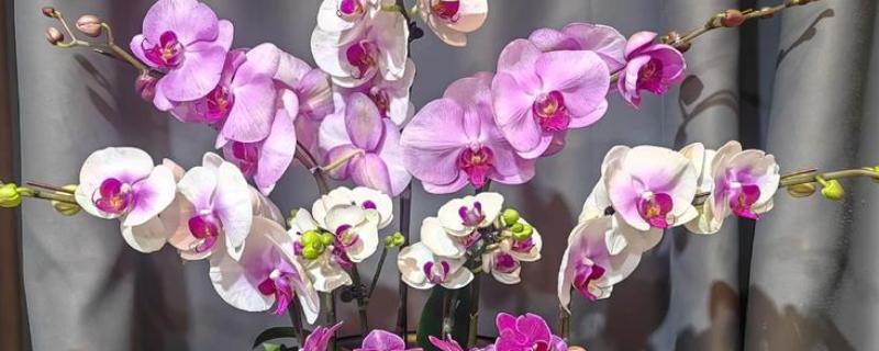 蝴蝶兰怎么种植，夏季不能受到强光直射