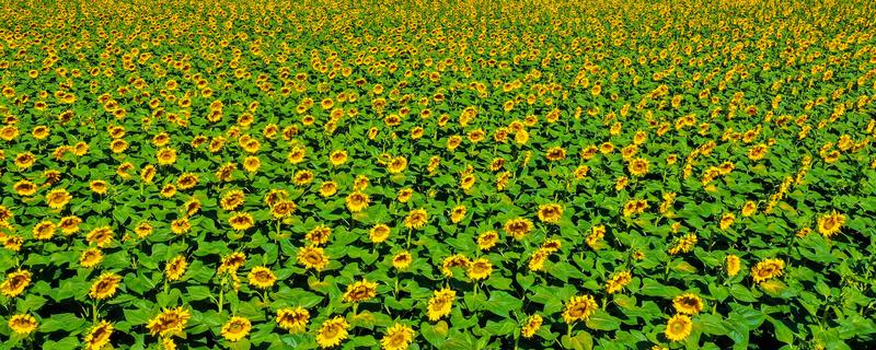 向日葵是多年生植物吗，是一年生植物