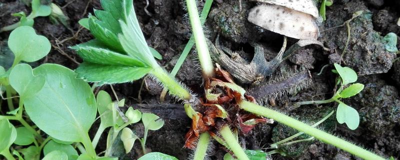 草莓烂根如何处理，需要使用专门的药剂