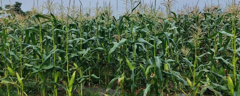 玉米一亩地可以种多少棵，可以种植玉米4000棵左右