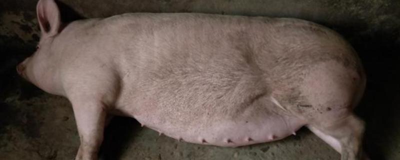 母猪拉干粪的有效的治疗方法，夏季一定要保证丰富的饮水