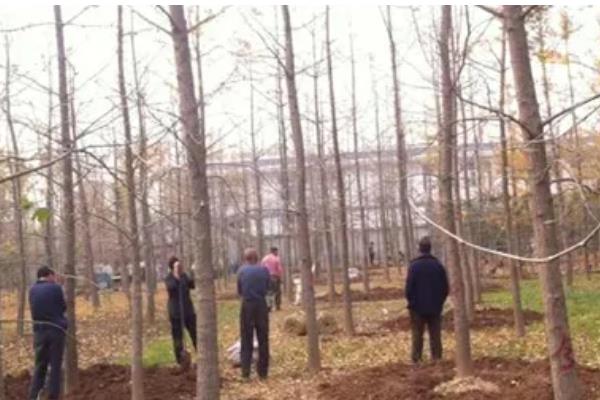 银杏树怎么种植,每年要深翻一次土壤