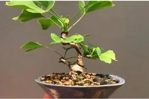 银杏树怎么种植,每年要深翻一次土壤