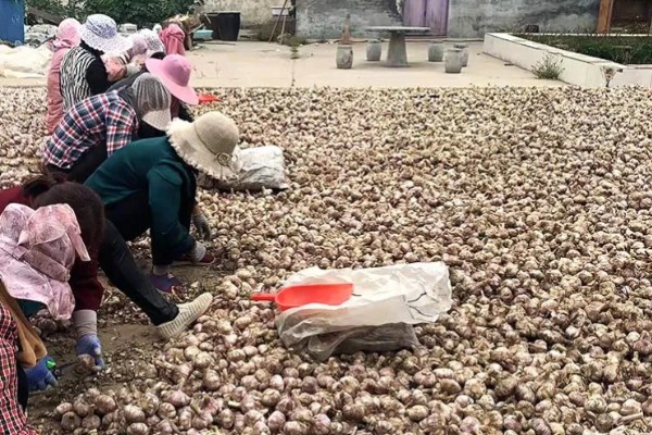 大蒜的种植步骤，第一步是整地