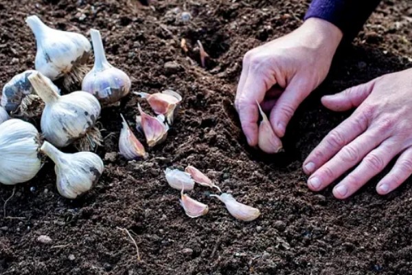 大蒜的种植步骤，第一步是整地