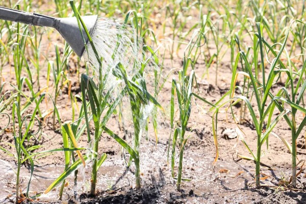 大蒜的种植步骤，第一步是整地
