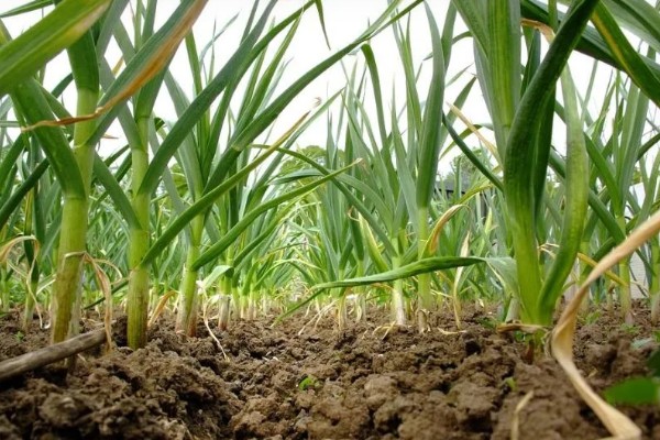 大蒜的种植步骤，第一步是整地