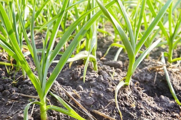 大蒜的种植步骤，第一步是整地