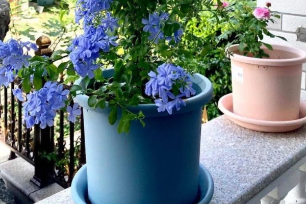 蓝雪花不开花的原因，可能是浇水不足所致