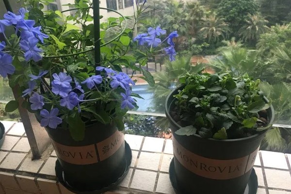 蓝雪花不开花的原因，可能是浇水不足所致