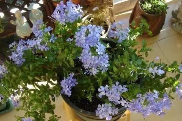 蓝雪花不开花的原因，可能是浇水不足所致