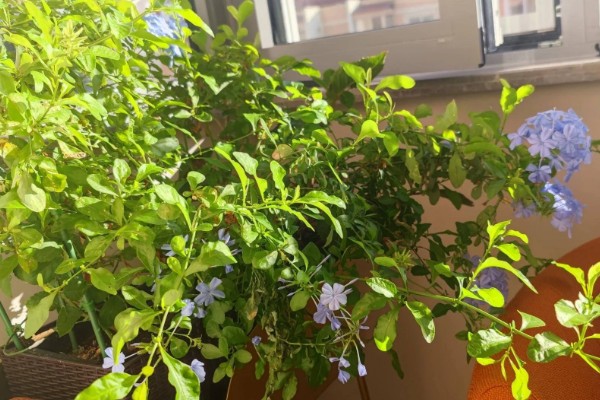 蓝雪花不开花的原因，可能是浇水不足所致