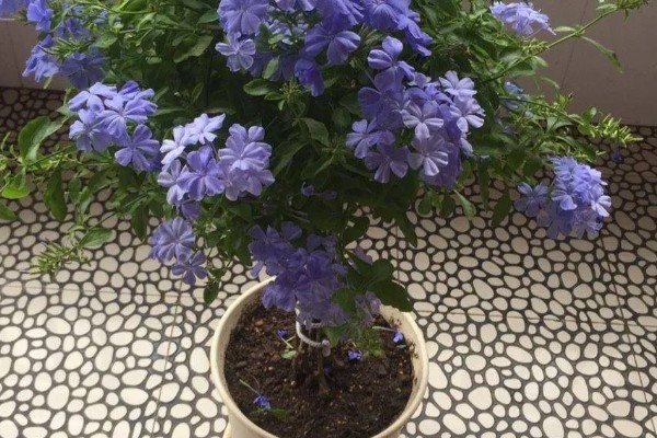 蓝雪花不开花的原因，可能是浇水不足所致