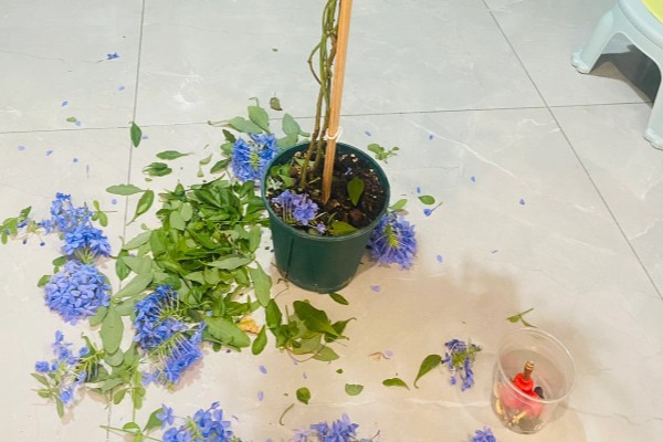 蓝雪花不开花的原因，可能是浇水不足所致