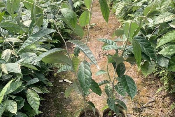 羊奶果怎么繁殖，以播种和扦插为主