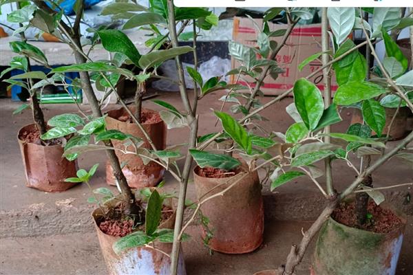 羊奶果怎么繁殖，以播种和扦插为主