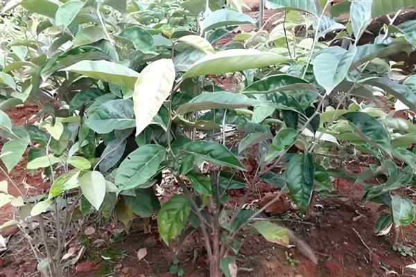 羊奶果怎么繁殖，以播种和扦插为主