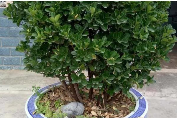 冬青有没有毒，冬青通常没有毒