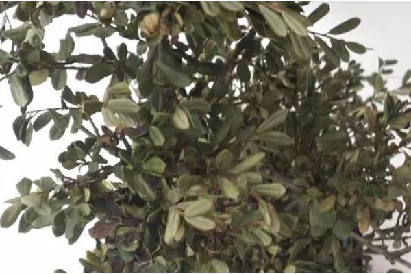 冬青有没有毒，冬青通常没有毒