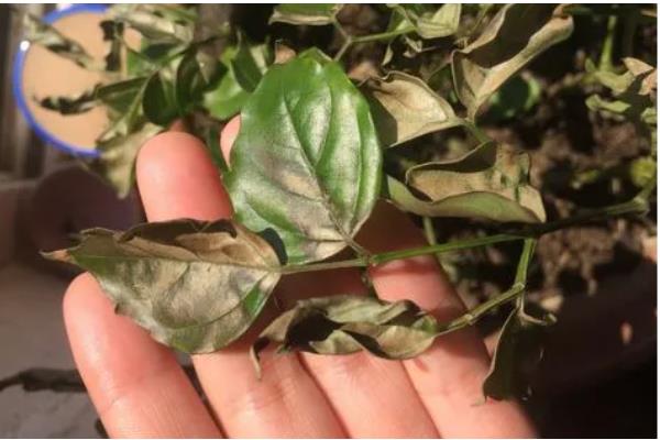 冬青有没有毒，冬青通常没有毒