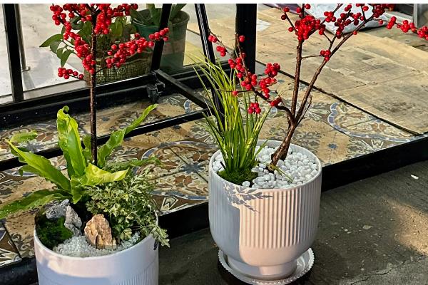 冬青有没有毒，冬青通常没有毒