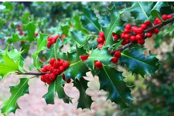 冬青有没有毒，冬青通常没有毒