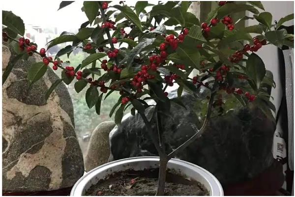 冬青有没有毒，冬青通常没有毒