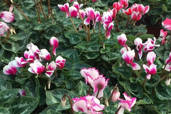 卧室适合放哪些花卉，仙客来、鸢尾花等品种均可选择