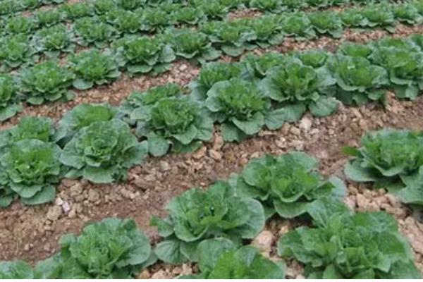 白菜产于哪里,原产于华北地区