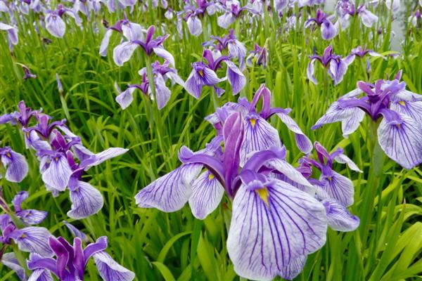 卧室适合放哪些花卉，仙客来、鸢尾花等品种均可选择