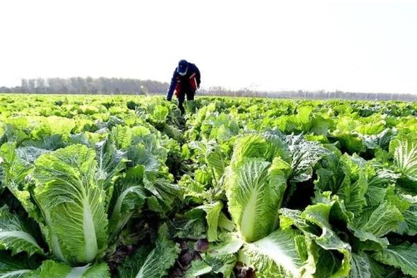 白菜产于哪里,原产于华北地区