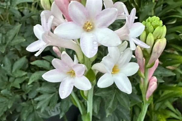 卧室适合放哪些花卉，仙客来、鸢尾花等品种均可选择