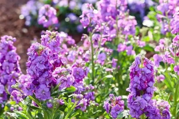 卧室适合放哪些花卉，仙客来、鸢尾花等品种均可选择