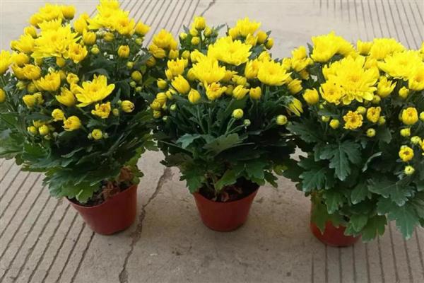 卧室适合放哪些花卉，仙客来、鸢尾花等品种均可选择