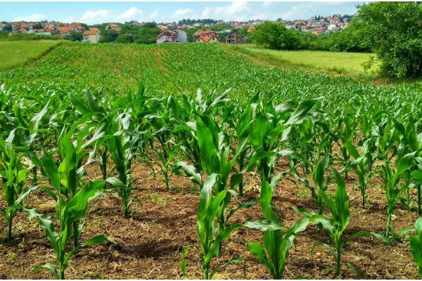 一根玉米的重量是多少，大概是200-350克