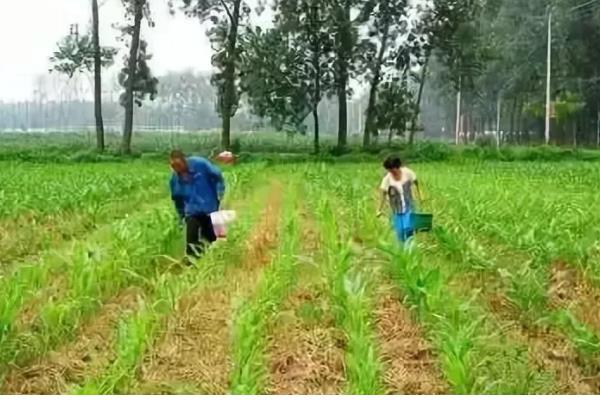 一根玉米的重量是多少，大概是200-350克