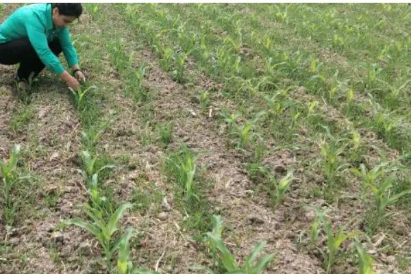 一根玉米的重量是多少，大概是200-350克