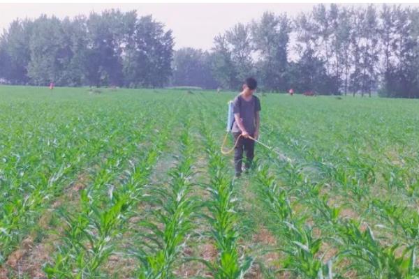 一根玉米的重量是多少，大概是200-350克