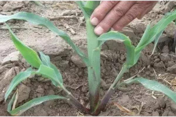 一根玉米的重量是多少，大概是200-350克